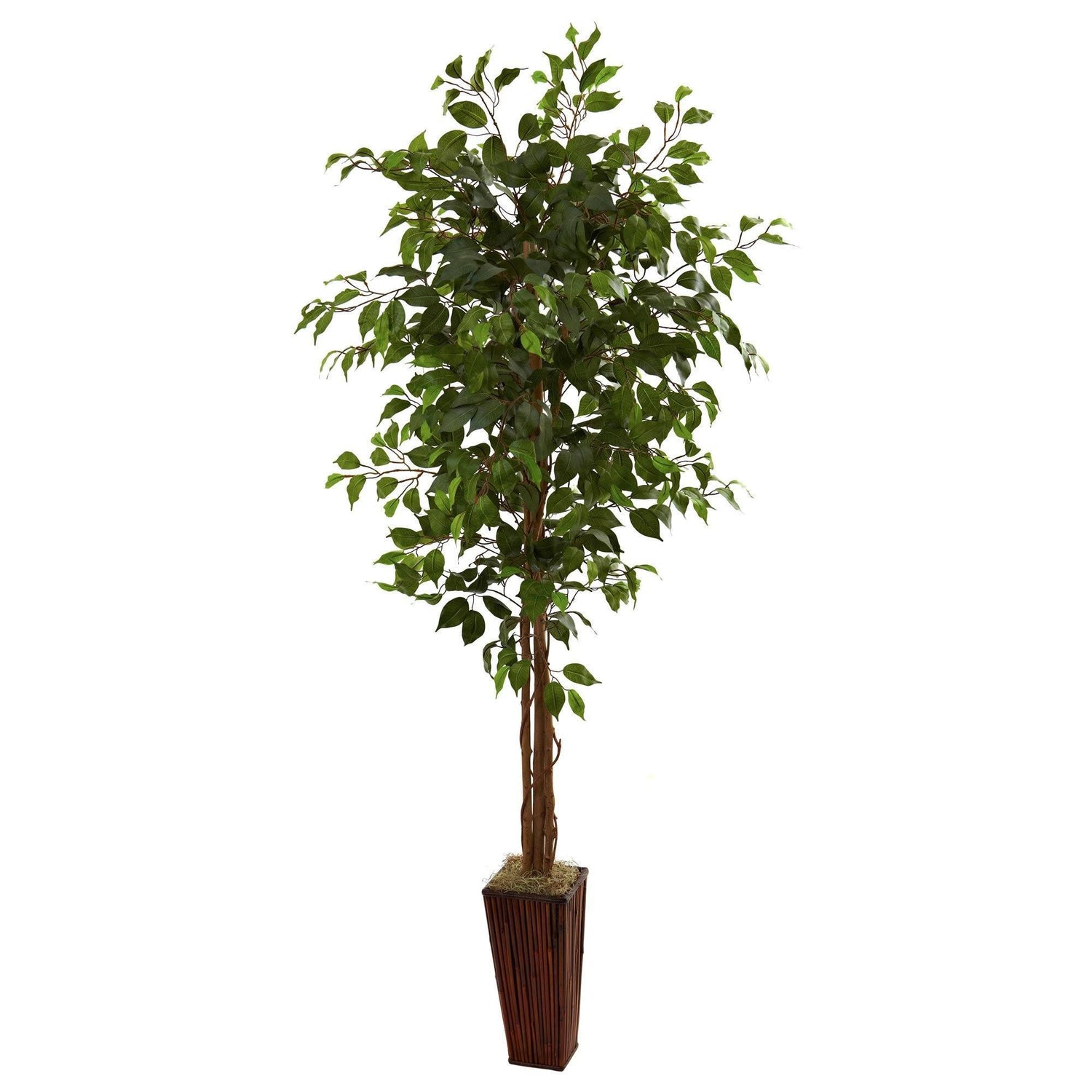 6' Ficus Tree w/Bamboo Planter