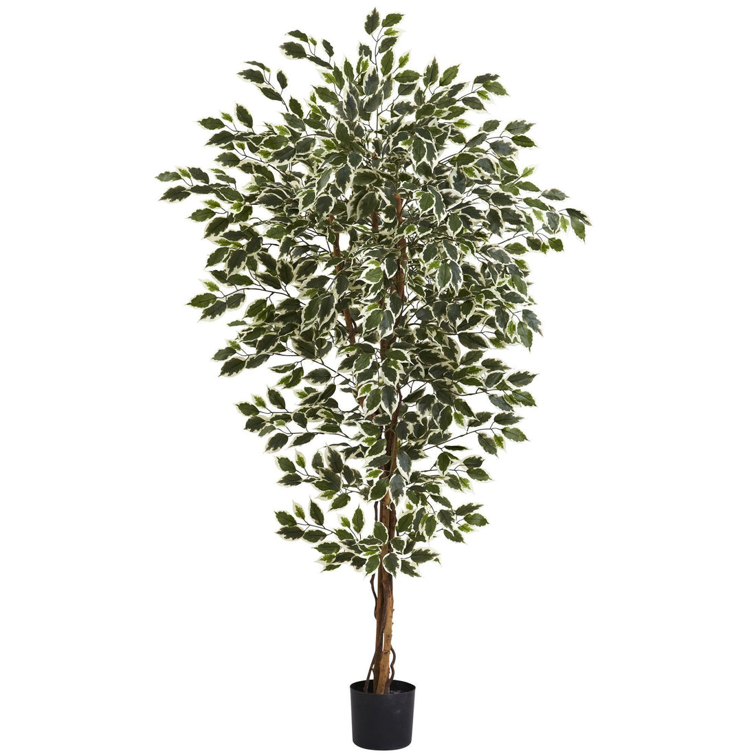 fiddle leaf fig tree hawaii 6' Hawaiian Ficus Tree