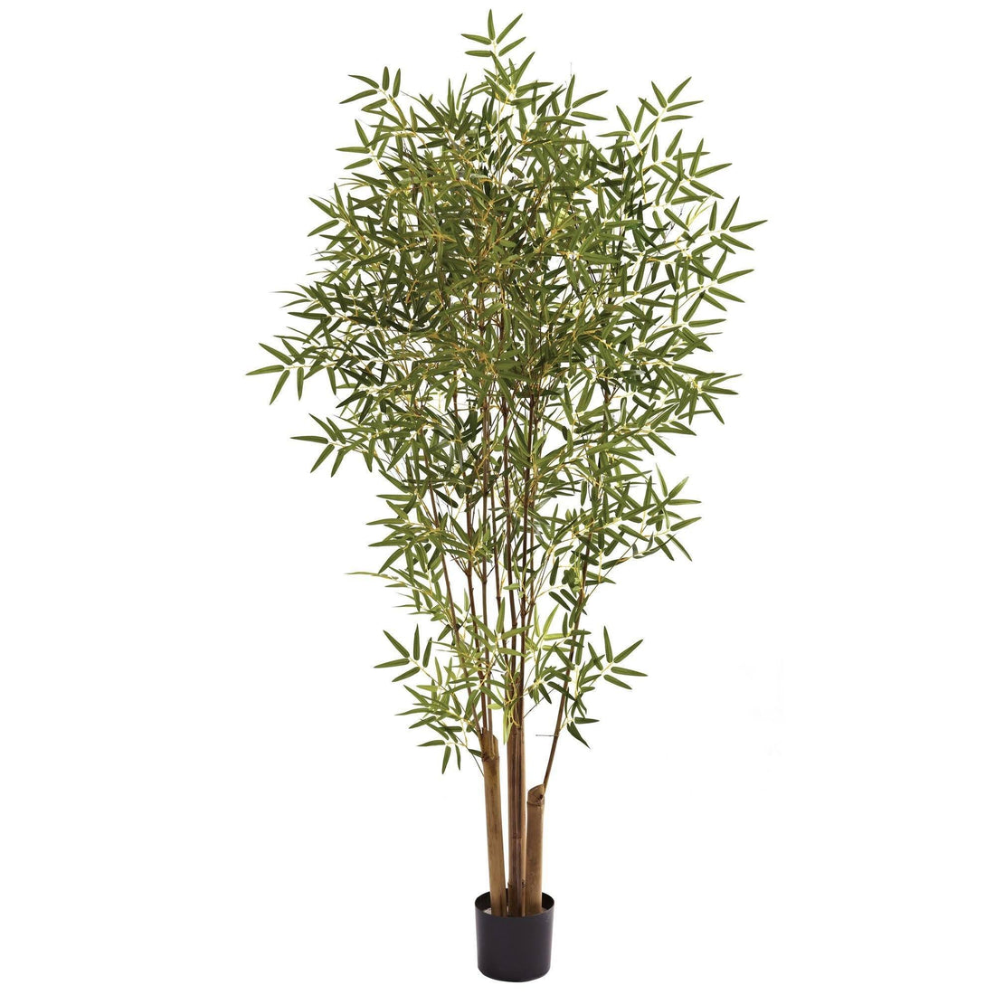 bamboo house plant varieties 6' Japanese Bamboo Tree