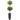 6’ Olive Double Tree in Gray Cylinder Planter