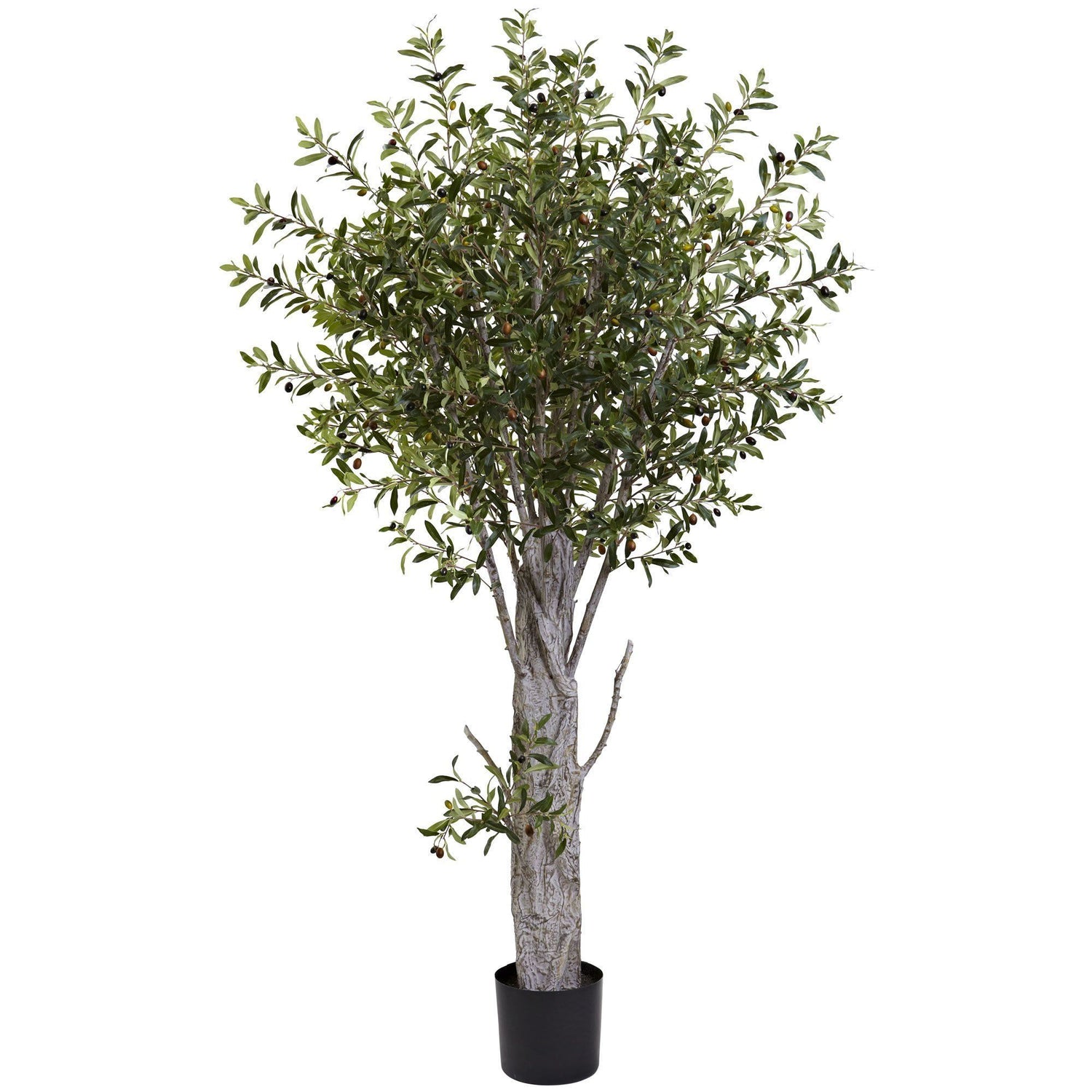 6’ Olive Tree W/3864 Lvs