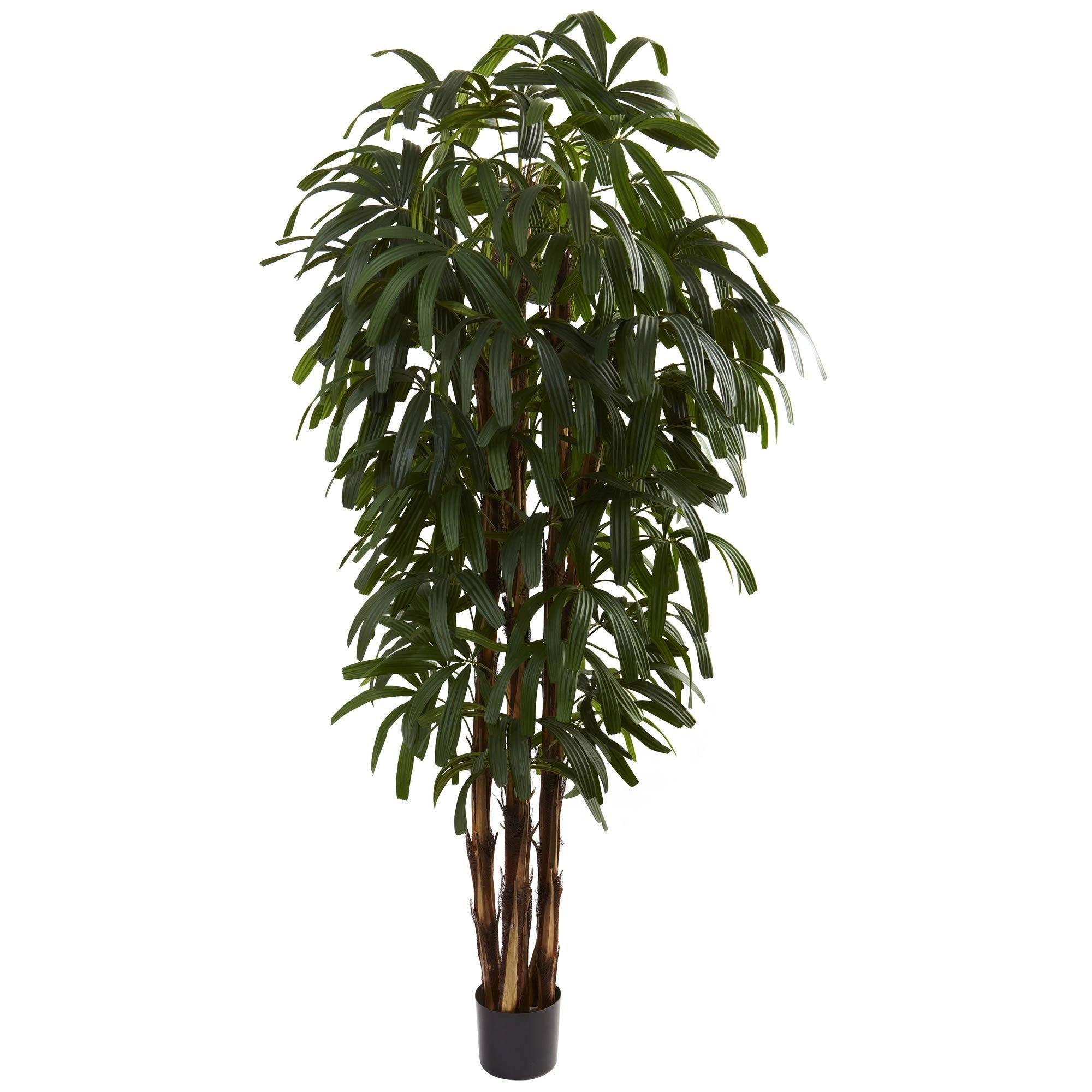 6’ Raphis Palm Tree | Nearly Natural