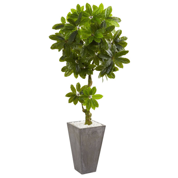 6’ Schefflera Artificial Tree in Cement Planter UV Resistant (Indoor/Outdoor)