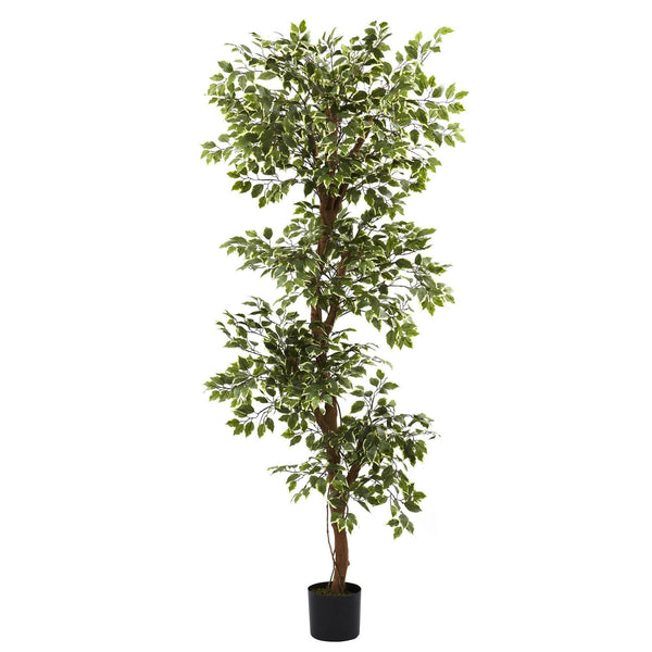 6’ Variegated Ficus Tree