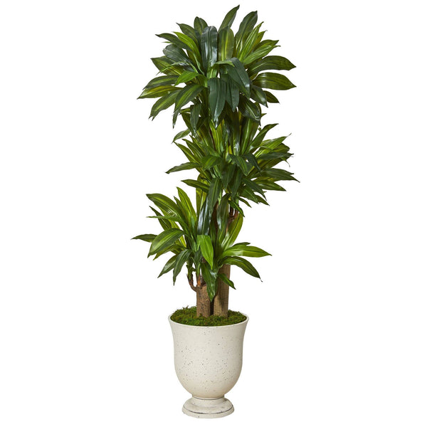 61” Corn Stalk Dracaena Artificial Plant in Decorative Urn (Real Touch)