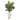 61” Paradise Palm Artificial Tree in White Planter with Stand