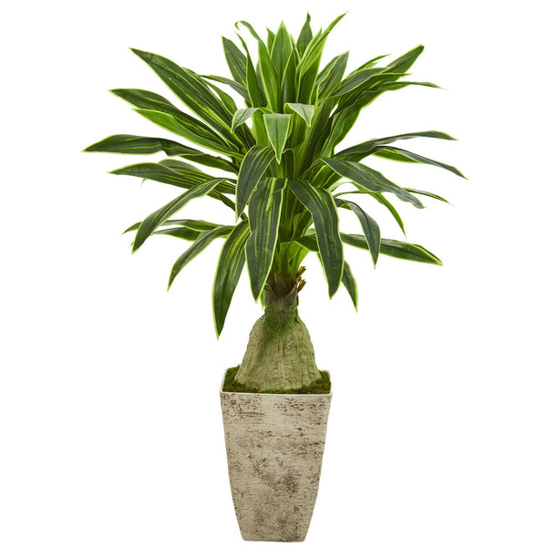 62” Dracaena Artificial Plant in Country White Planter