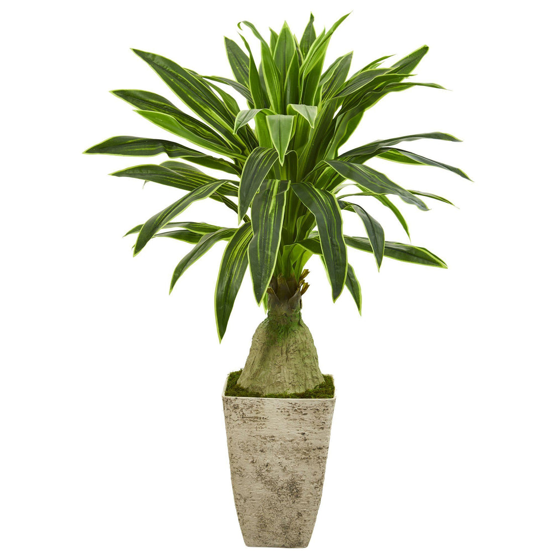 are dracaena perennials 62” Dracaena Artificial Plant in Country White Planter