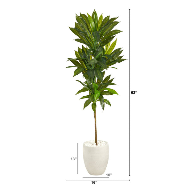 62” Dracaena Artificial Plant in White Planter (Real Touch)