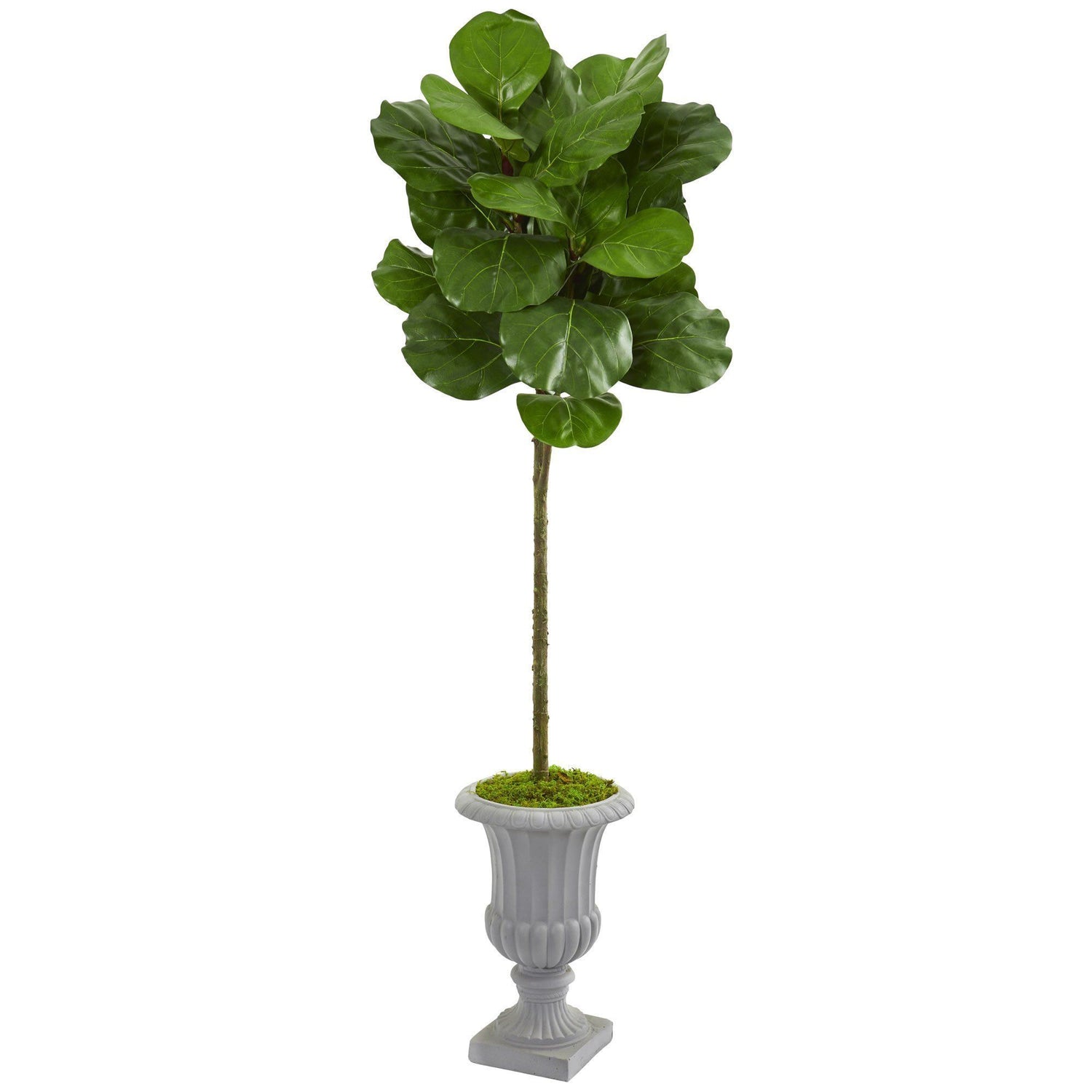 63” Fiddle Leaf Artificial Tree in Decorative Urn