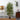 64" Bamboo Silk Tree