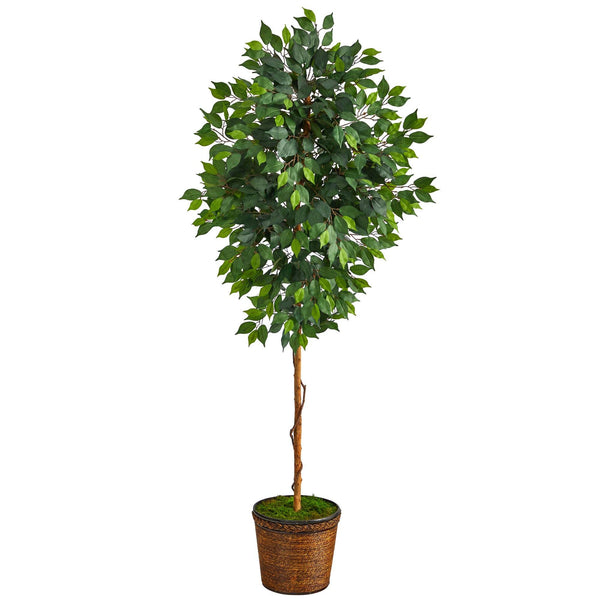 6.5’ Ficus Artificial tree in Wicker Planter