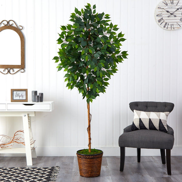 6.5’ Ficus Artificial tree in Wicker Planter