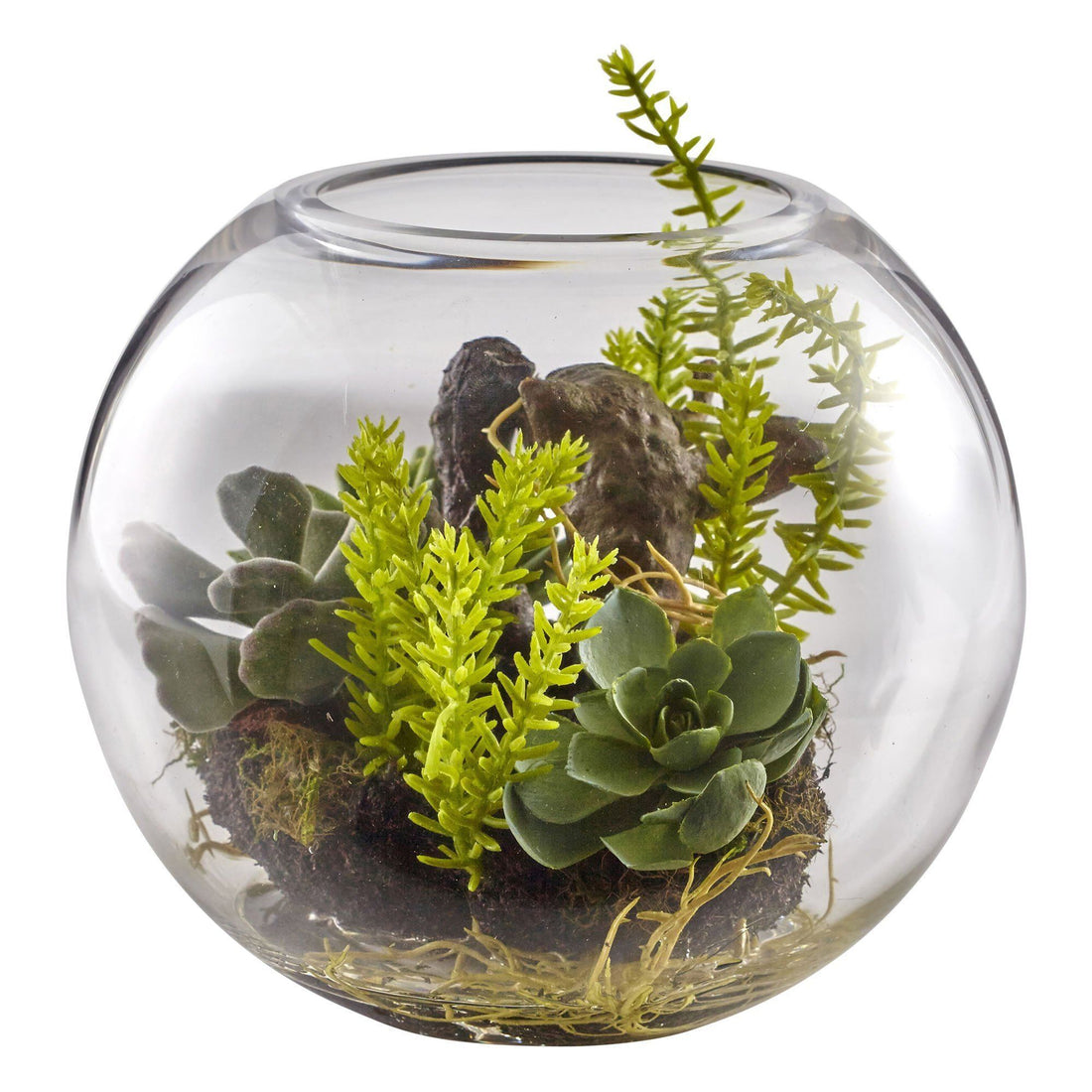aquarium succulents 6.5” Mix Succulent Garden w/Glass Vase