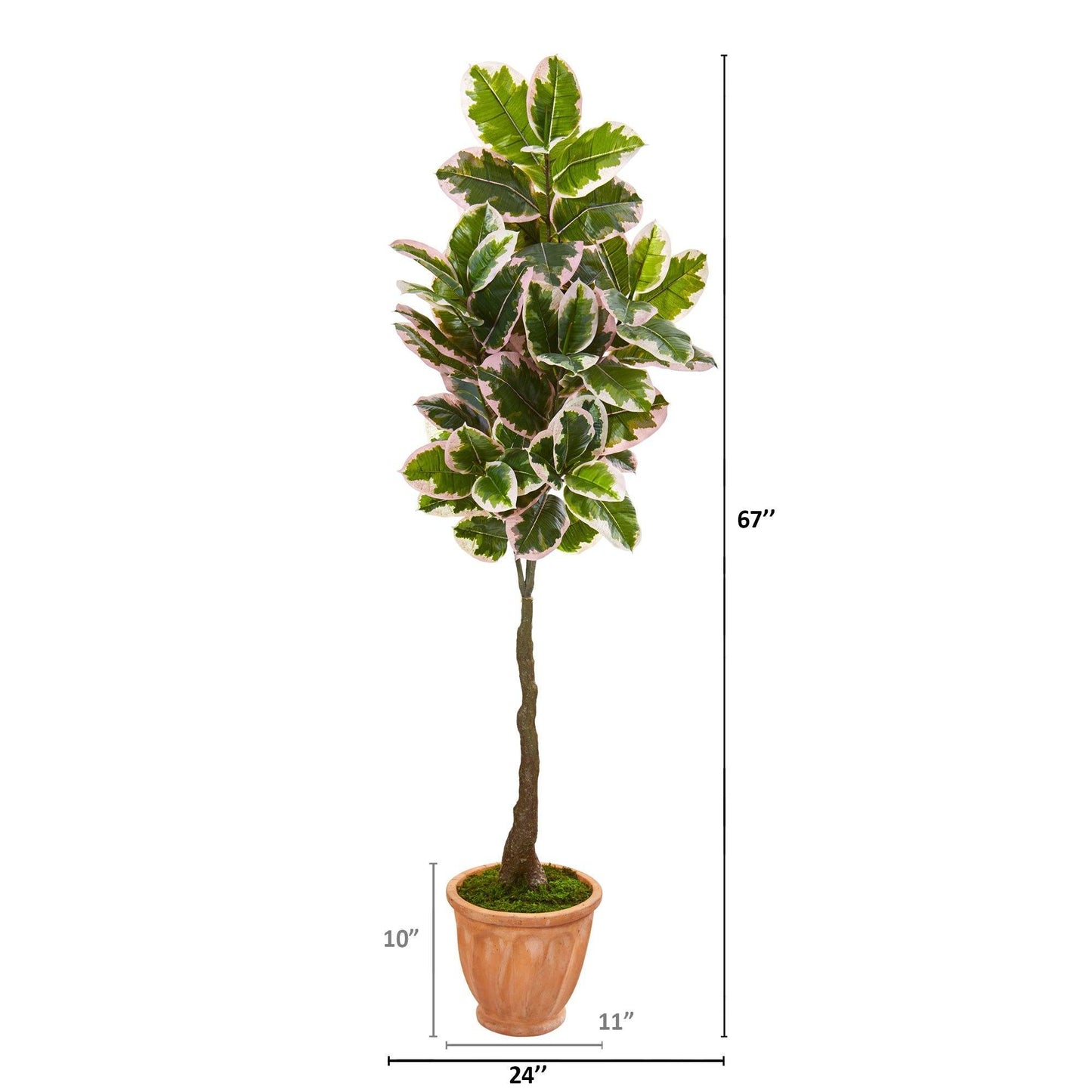 67” Variegated Rubber Leaf Artificial Tree in TerraCotta Planter (Real