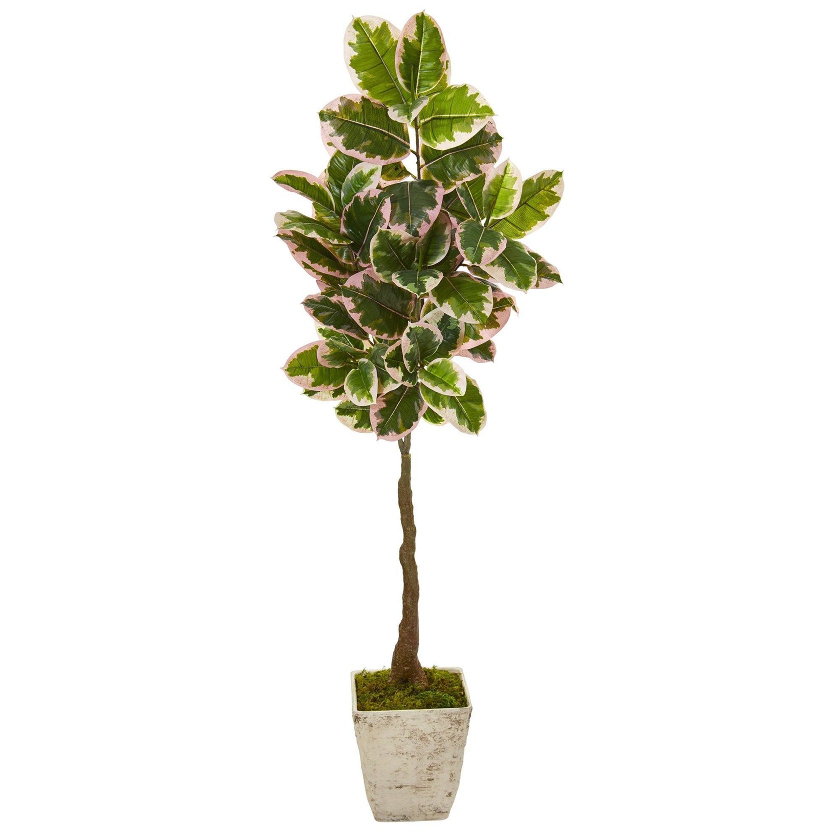69” Variegated Rubber Leaf Artificial Tree in Country White Planter