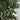 7’ Artificial Eucalyptus Tree