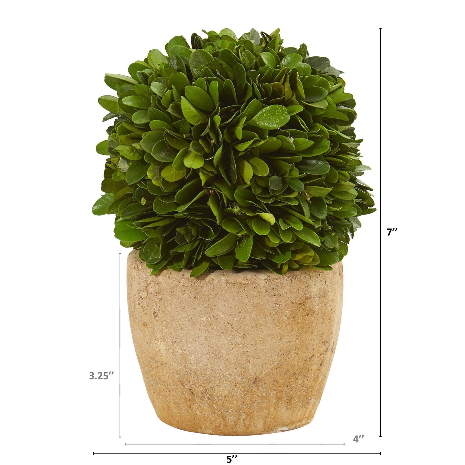 7” Boxwood Ball Preserved Plant in Decorative Planter (Set of 2)
