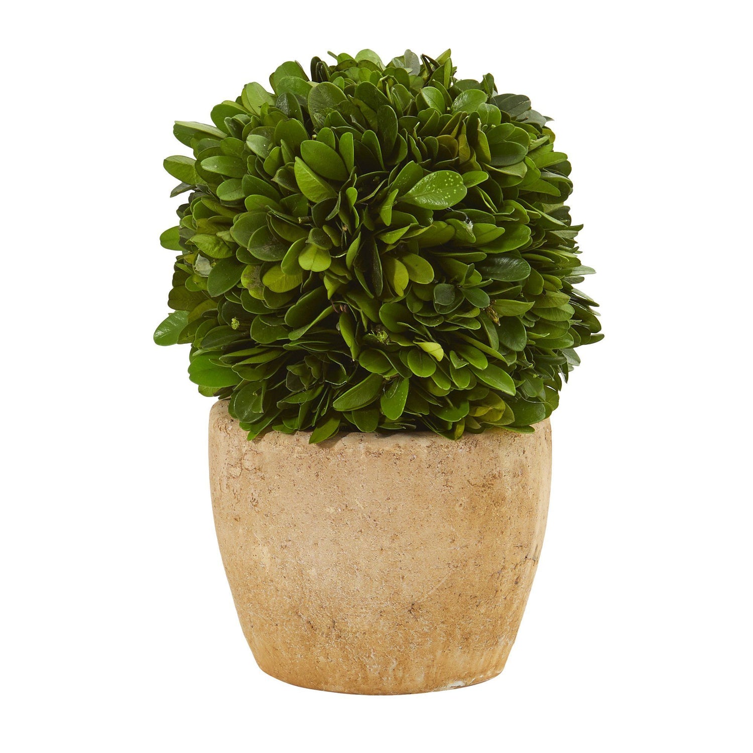 7” Boxwood Ball Preserved Plant in Decorative Planter (Set of 2)