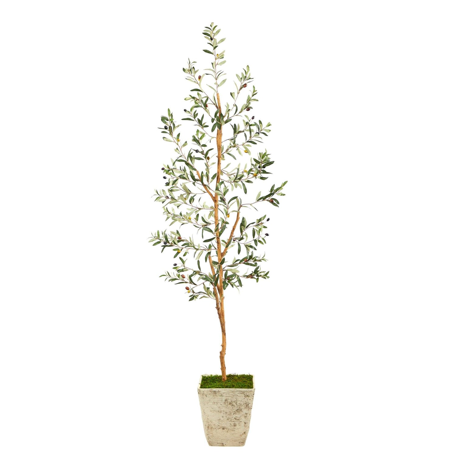 70” Olive Artificial Tree in Country White Planter