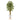 74” Multi Bambusa Bamboo Artificial Tree in White Planter with Stand