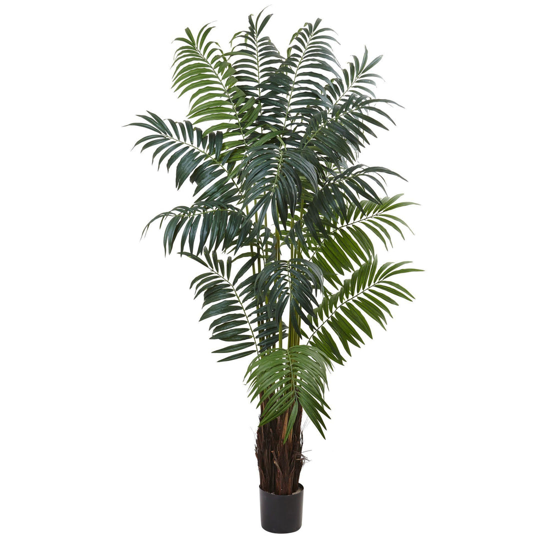 palm plant with bulb 7.5’ Bulb Areca Palm Tree