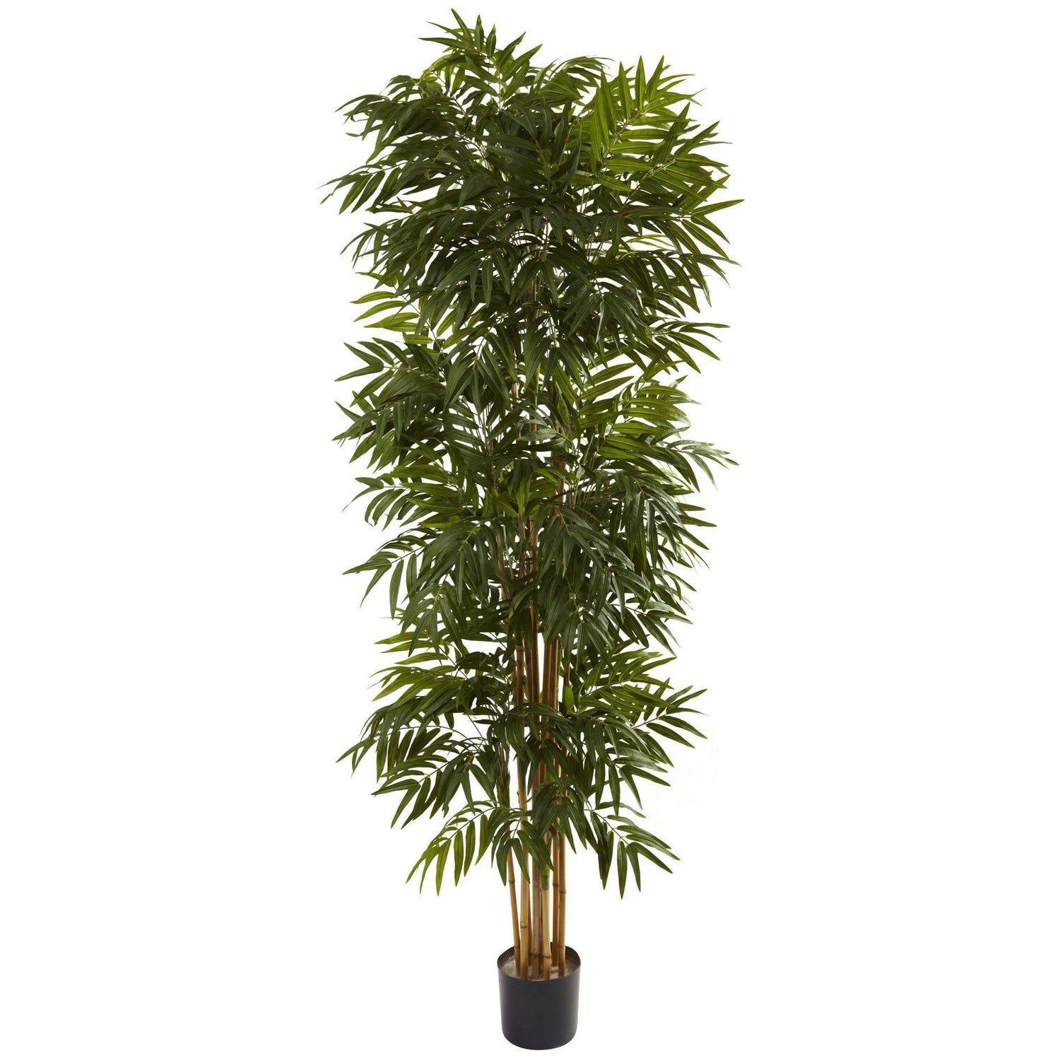 7.5’ Phoenix Palm Tree