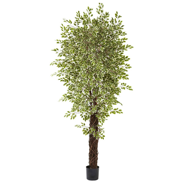 7.5’ Variegated Mini Ficus Silk Tree