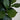8’ Artificial Fiddle Leaf Fig Tree