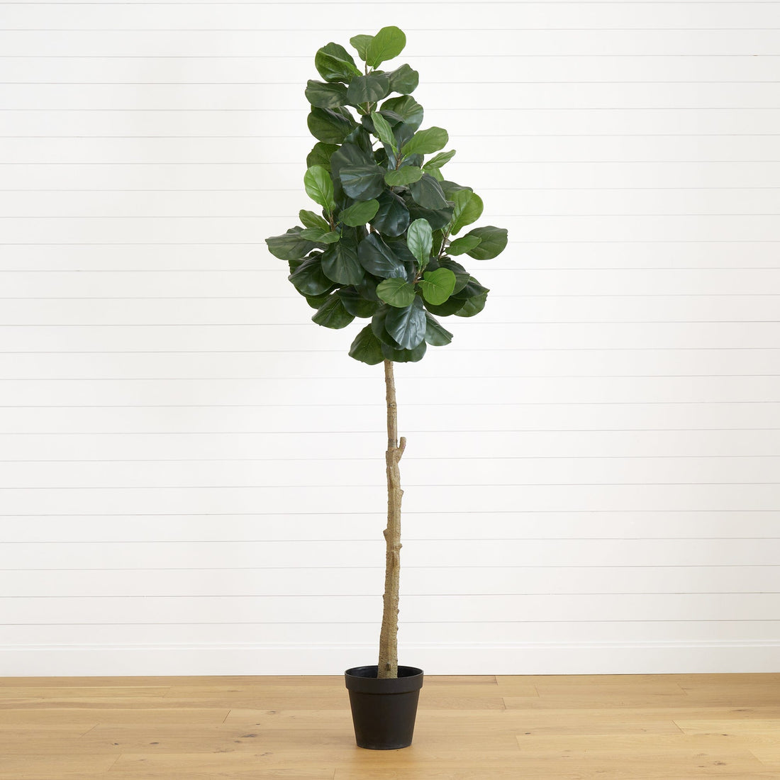 mass cane house plants Large Mass Cane