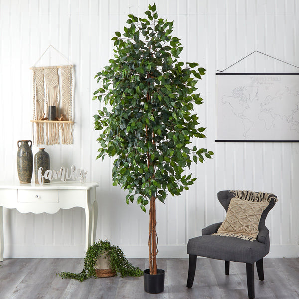 Real Indoor Ficus Tree
