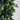 9’ Artificial Ficus Tree