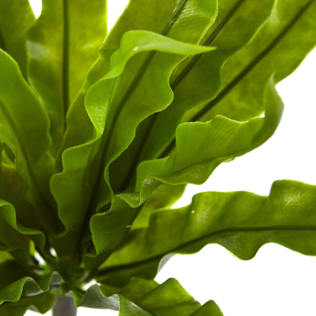 bird nest ferns for sale near me 9” Birds Nest Fern Artificial Plant