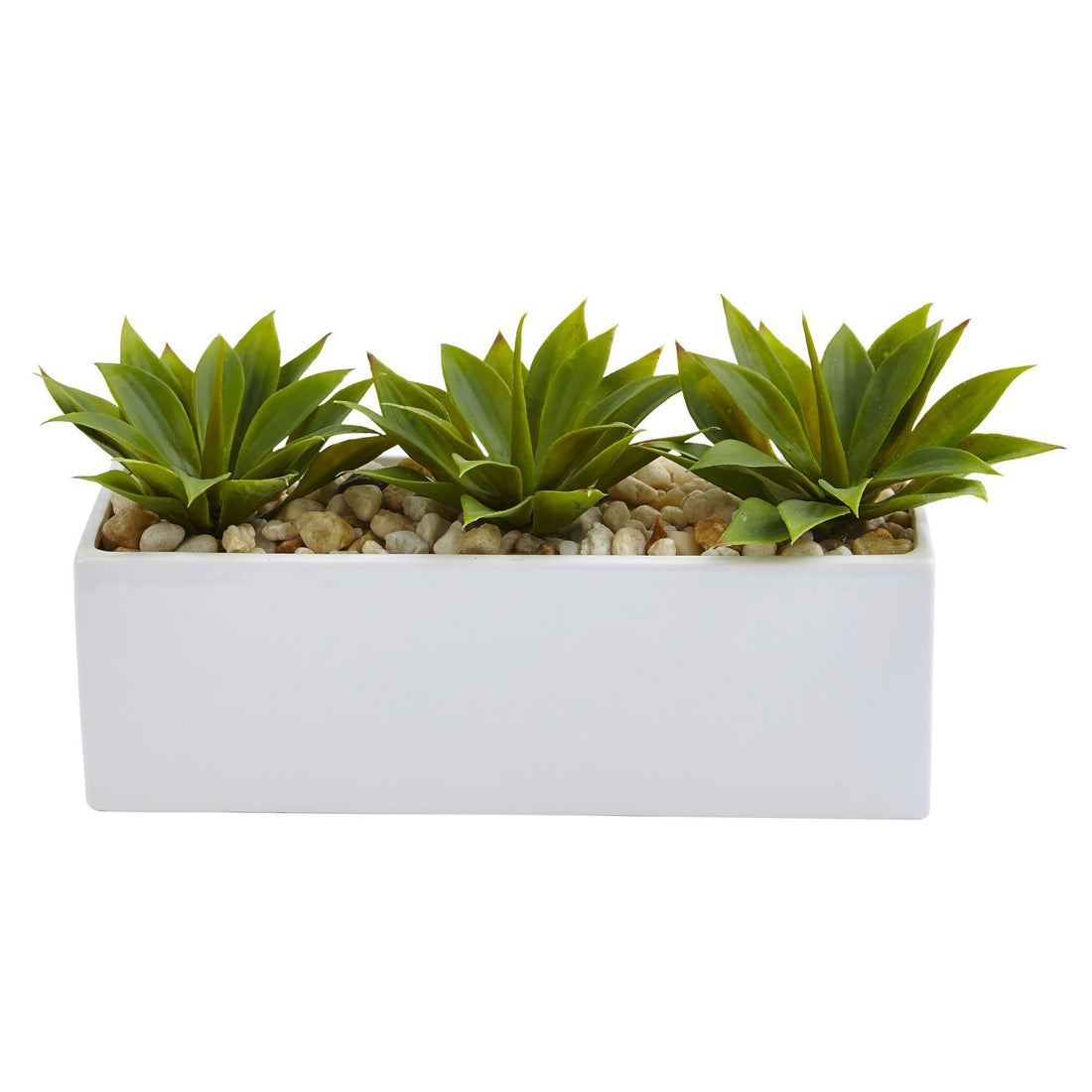 succulents in rectangular pot Agave Succulent in Rectangular Planter