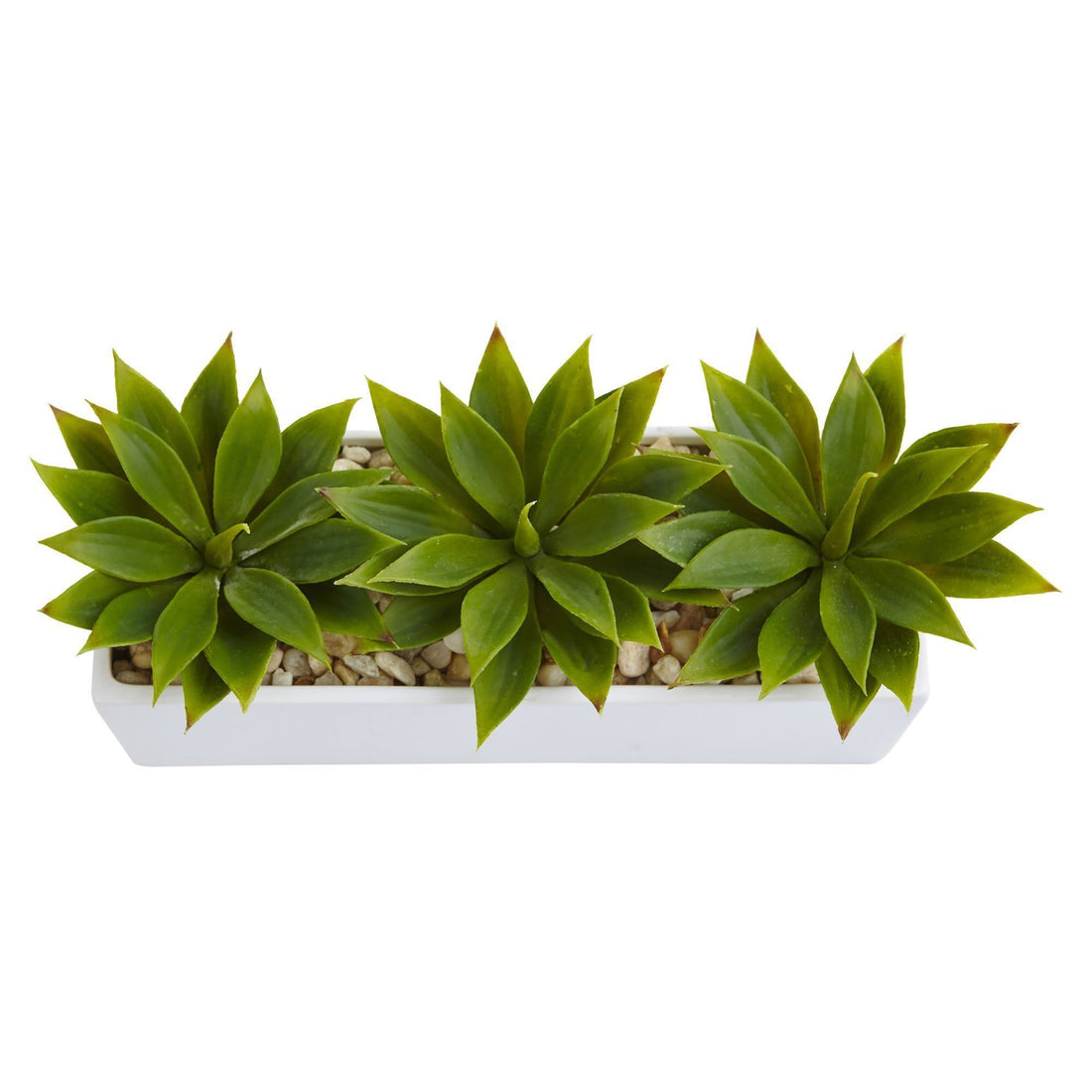 succulents evergreen Agave Succulent in Rectangular Planter
