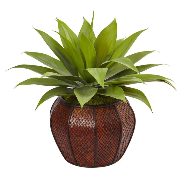 Agave Succulent in Weave Planter