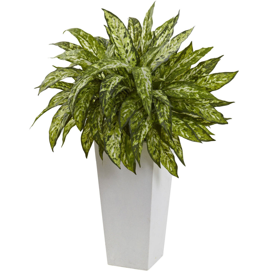 aglaonema tree Aglaonema with White Decorative Planter