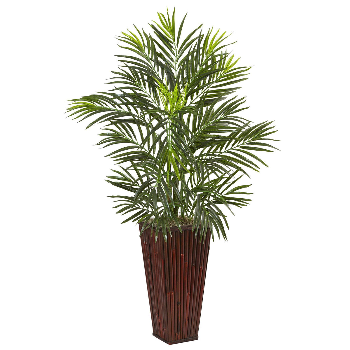 bamboo palm vs areca palm Areca Palm in Bamboo Planter