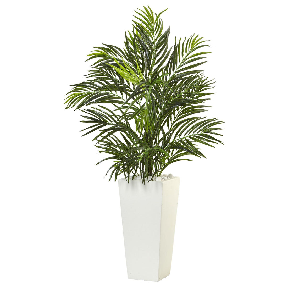 areca palm white powder Areca Palm in White Square Planter