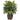 Areca Palm w/Vase Silk Plant