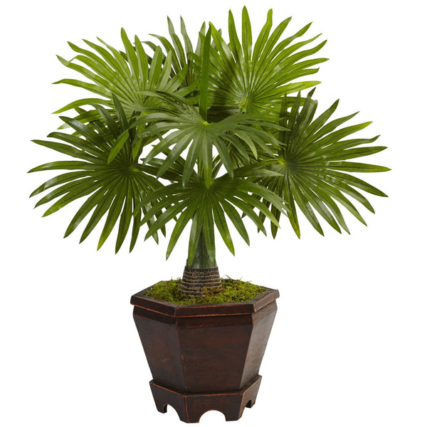 Assorted Mini Palm Trees in Planter (Set of 3)