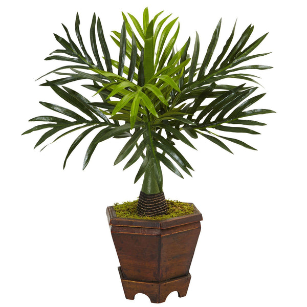 Assorted Mini Palm Trees in Planter (Set of 3)