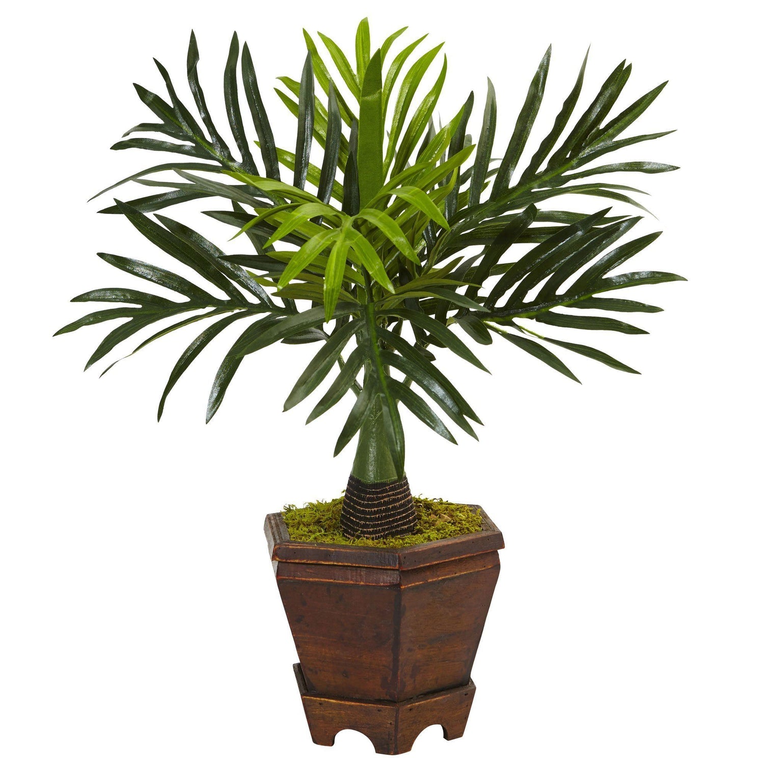 mini palm plant favors Assorted Mini Palm Trees in Planter (Set of 3)