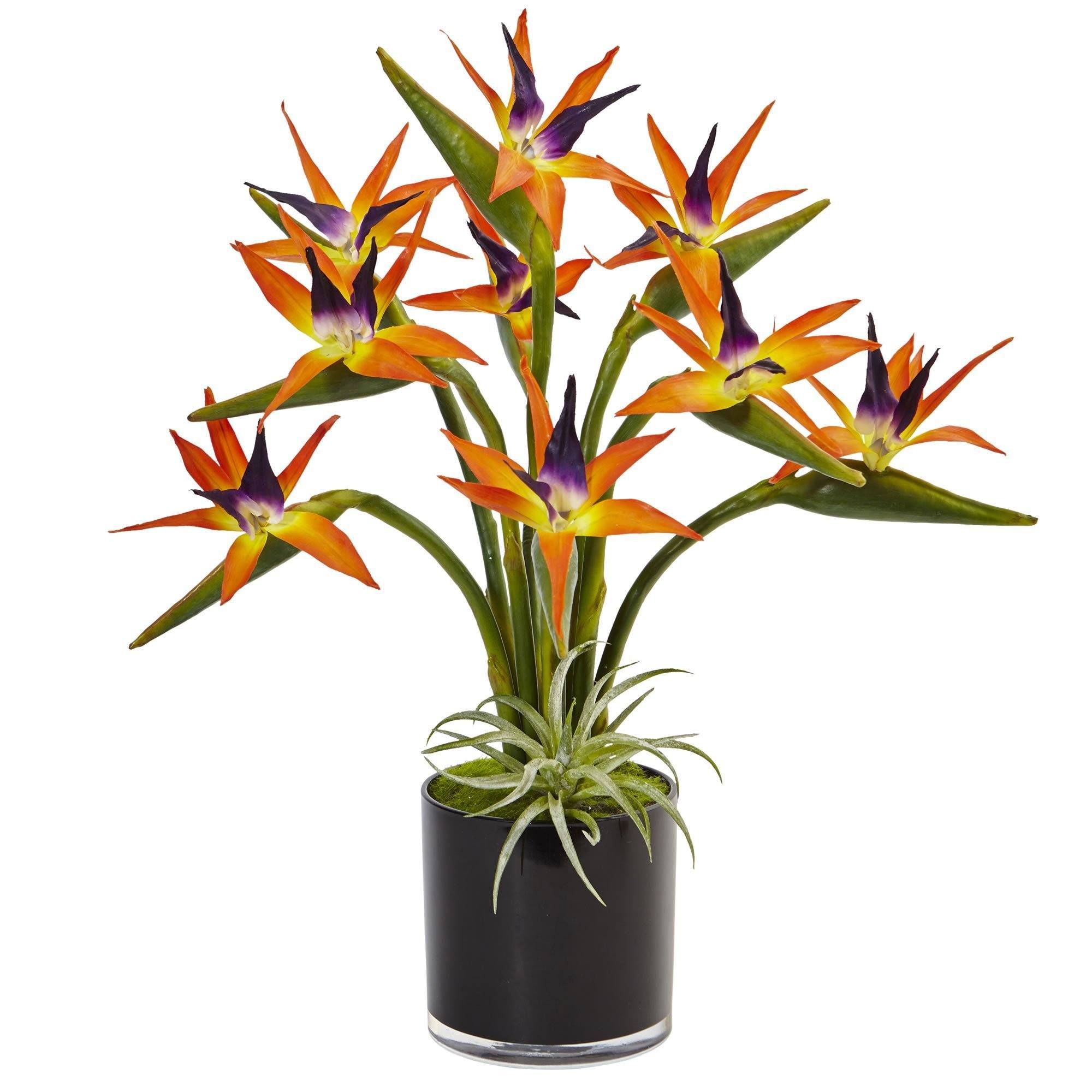 Bird of Paradise in Black Glossy Cylinder | Nearly Natural