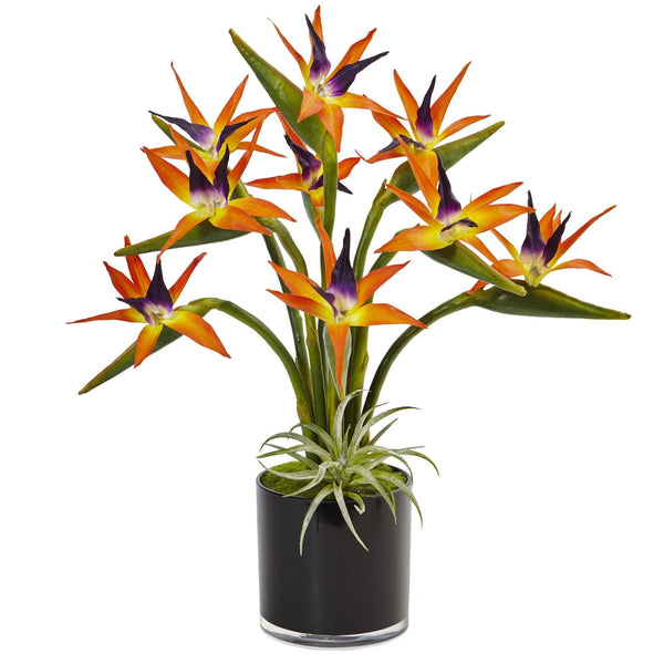 Bird of Paradise in Black Glossy Cylinder