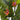 58" Bird of Paradise Plant (Real Touch)