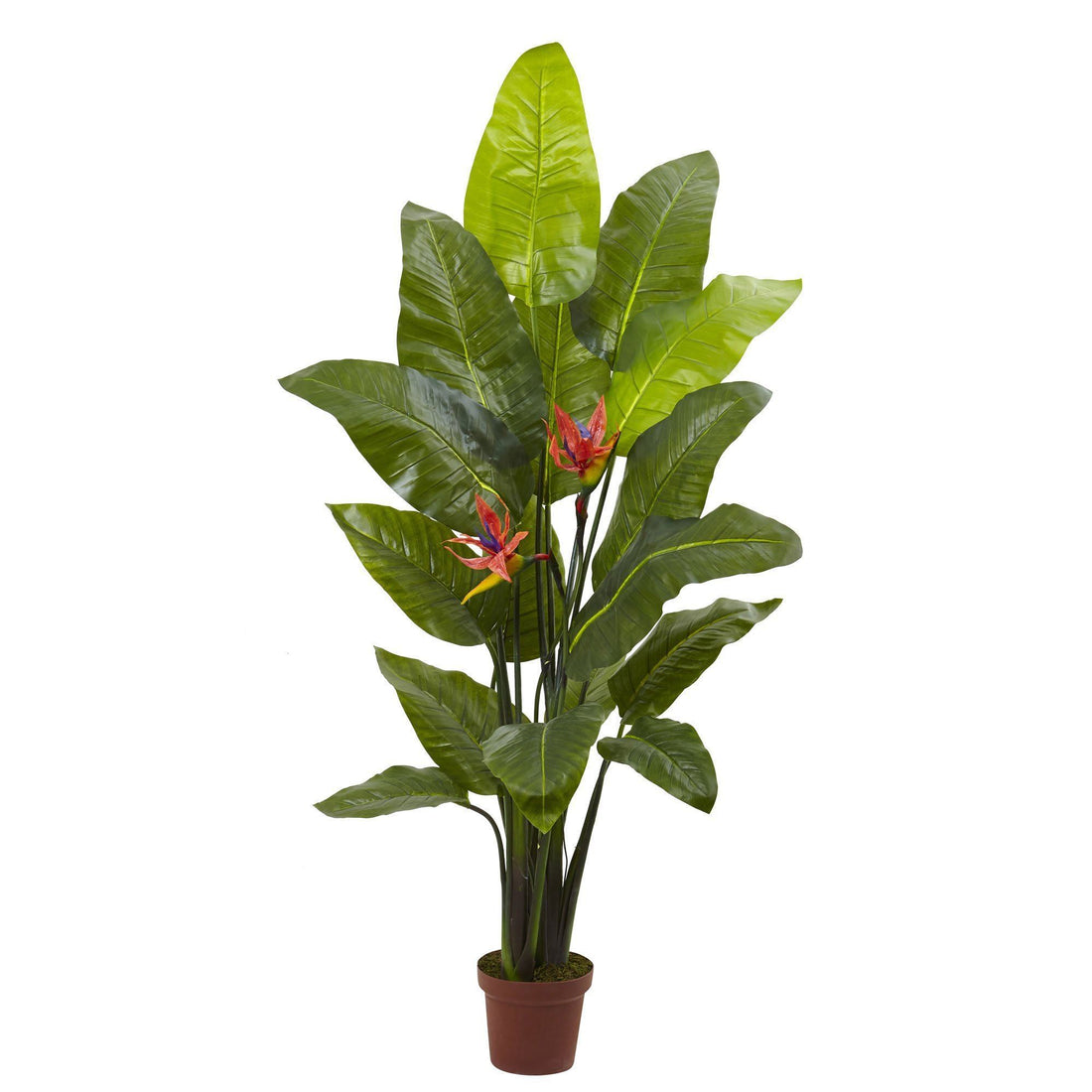 bird of paradise indoor plant buy Bird of Paradise Plant (Real Touch)