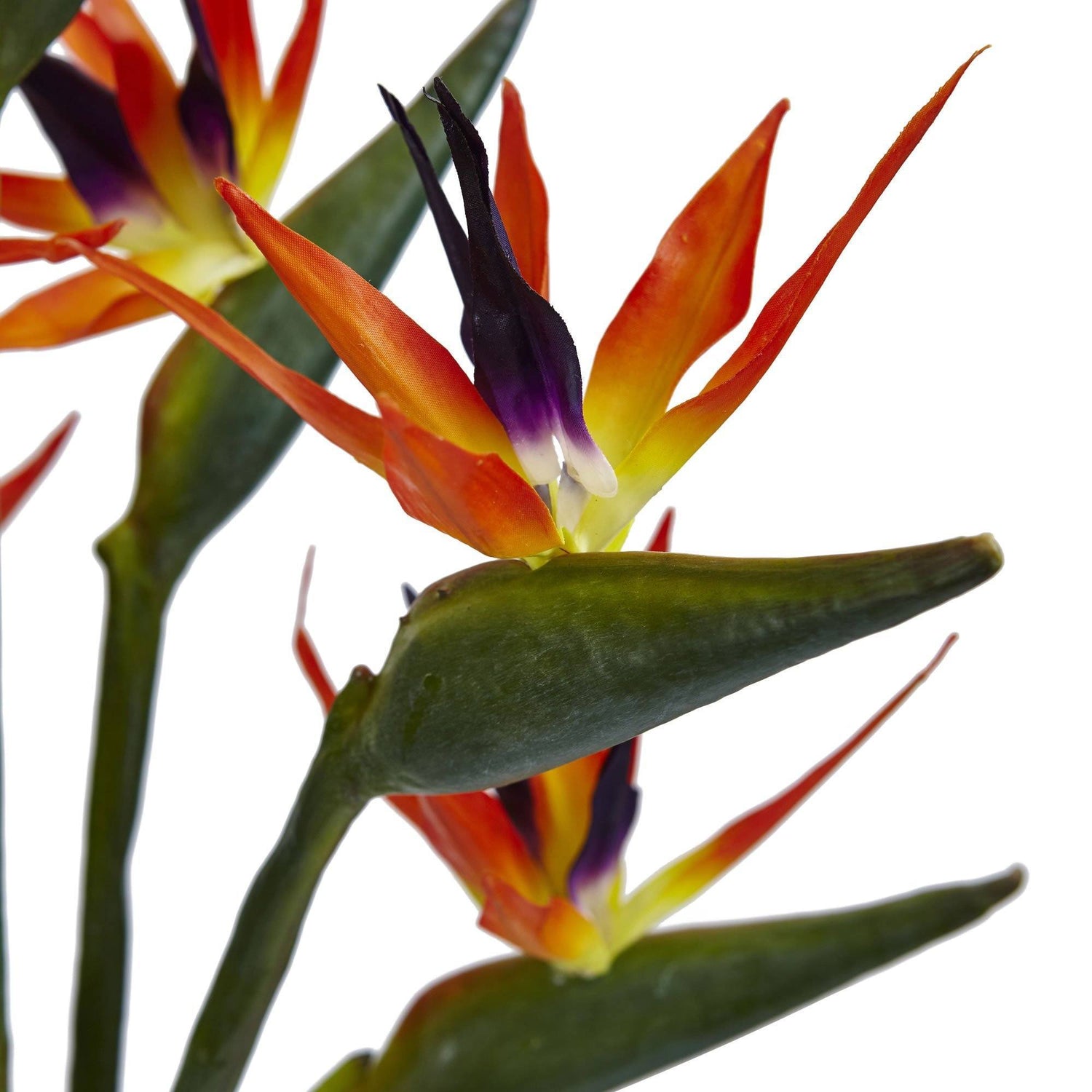 Birds of Paradise in Vase