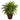Boston Fern Artificial Plant in Decorative Planter