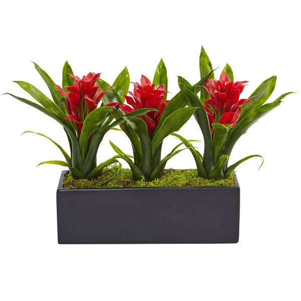 Bromeliads in Rectangular Planter